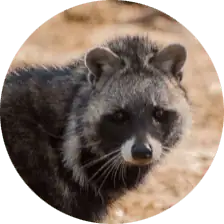 African Civet