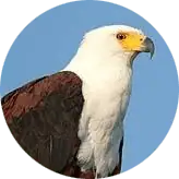 African Fish Eagle