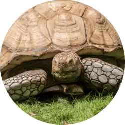 African Spurred Tortoise