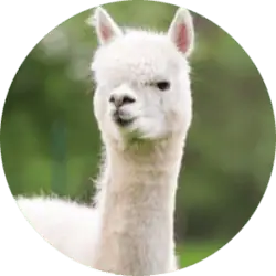 Alpaca