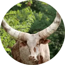 Ankole Cattle