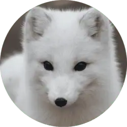 Arctic Fox