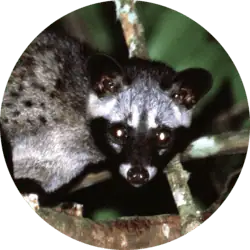 Asian Palm Civet