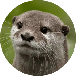 Asian Small-clawed Otter