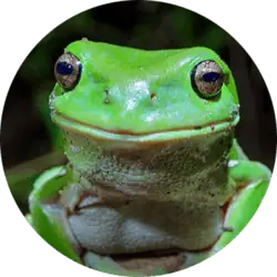 Australian Green Tree Frog