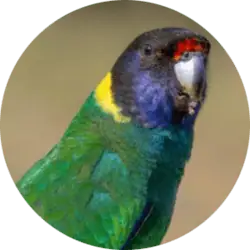 Australian Ringneck
