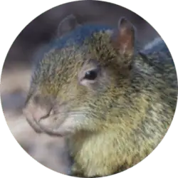 Azara’s Agouti