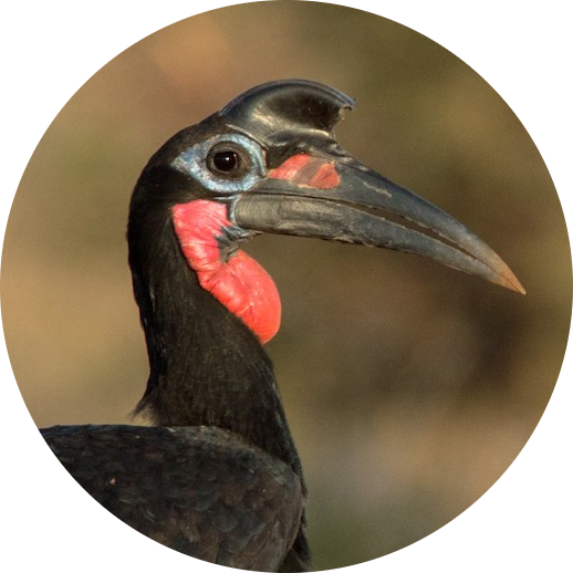 Abyssinian Ground Hornbill