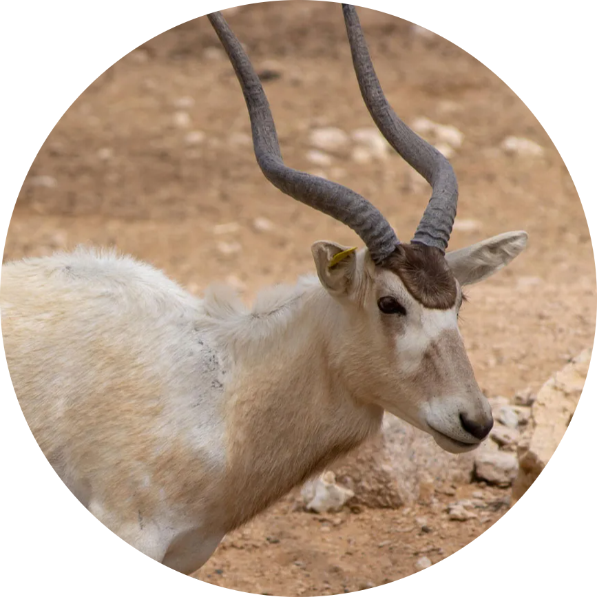 Addax