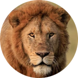 African Lion