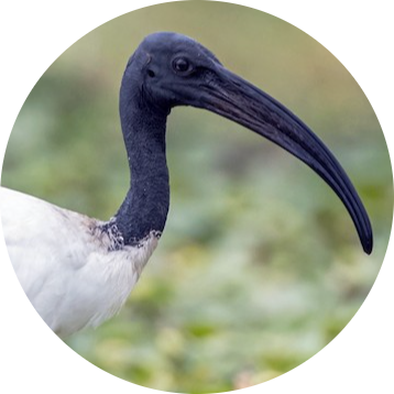 African Sacred Ibis
