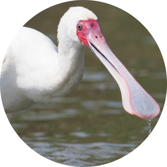 African Spoonbill