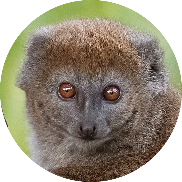 Alaotran Gentle Lemur
