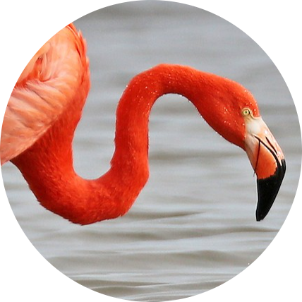 American Flamingo