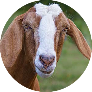 Anglo-Nubian Goat