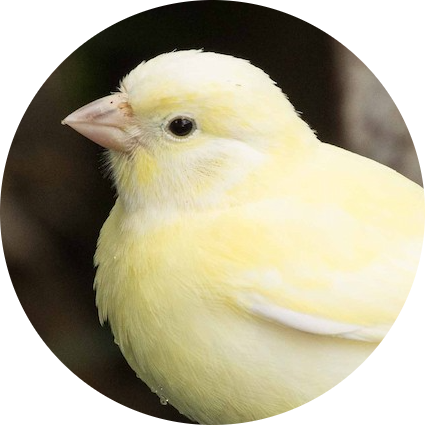 Atlantic Canary
