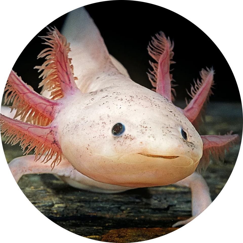 Axolotl