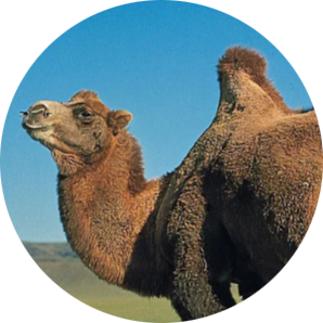 Bactrian Camel