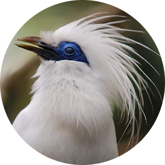 Bali Myna