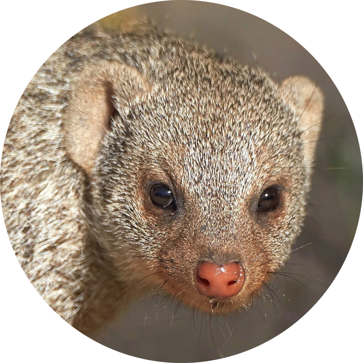 Banded Mongoose