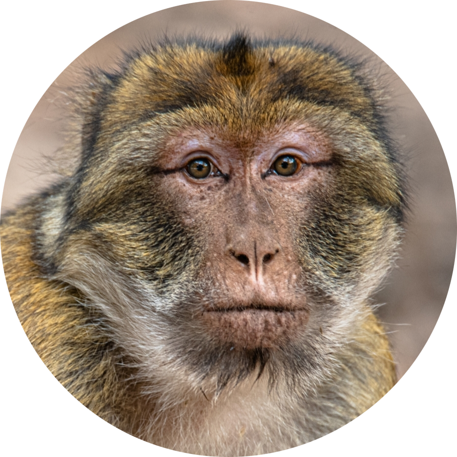 Barbary Macaque