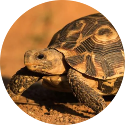 Bell’s Hinge-back Tortoise
