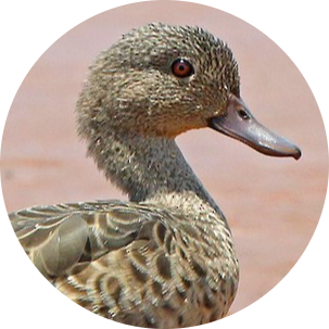 Bernier’s Teal