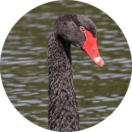 Black Swan