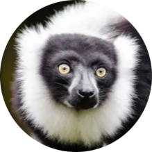 Black-and-white Ruffed Lemur