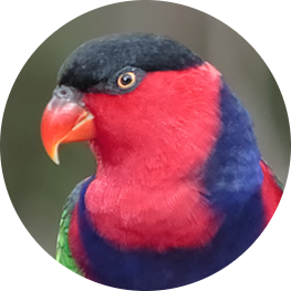 Black-capped Lory