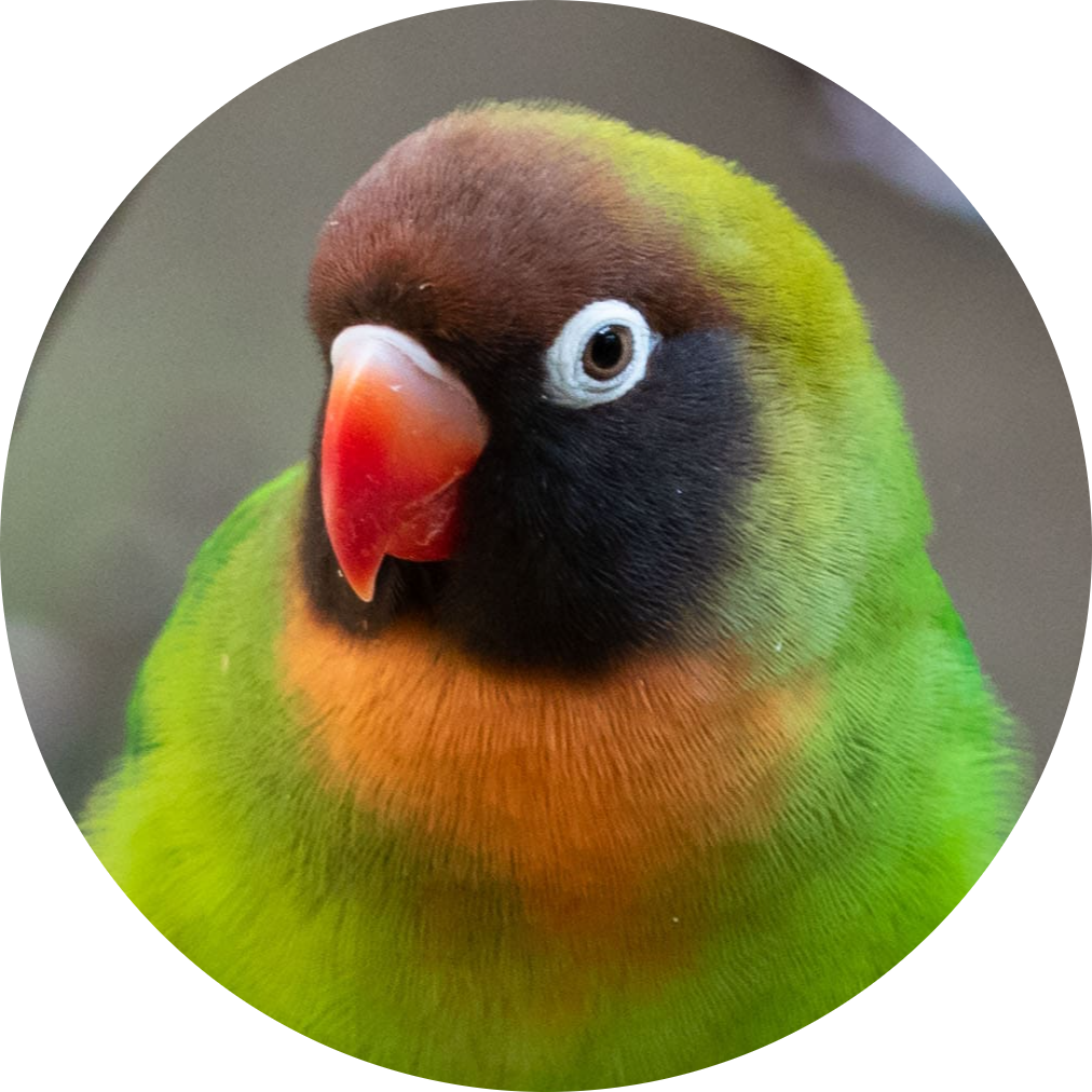 Black-cheeked Lovebird