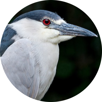 Black-crowned Night Heron