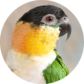 Black-headed Parrot