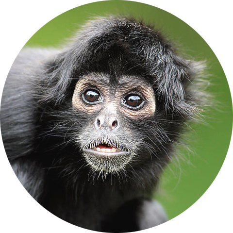 Black-headed Spider Monkey