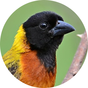 Black-headed Weaver