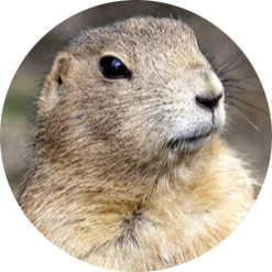 Black-tailed Prairie Dog