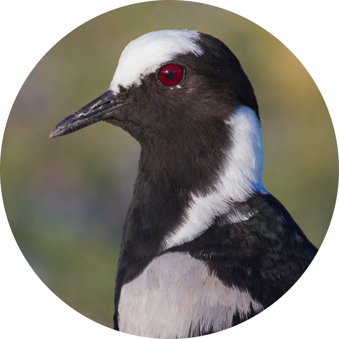 Blacksmith Lapwing