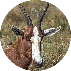 Blesbok
