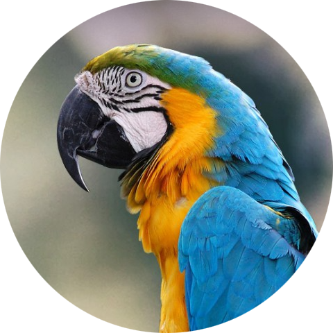 Blue-and-yellow Macaw