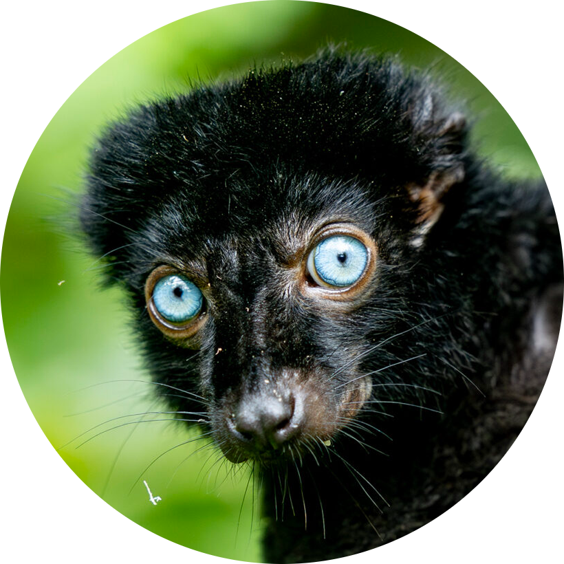 Blue-eyed Black Lemur