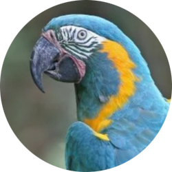 Blue-throated Macaw