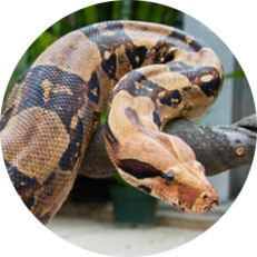 Boa Constrictor