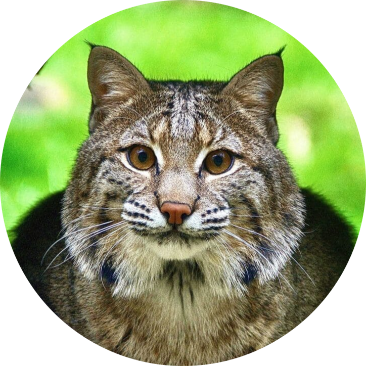 Bobcat
