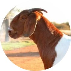 Boer Goat