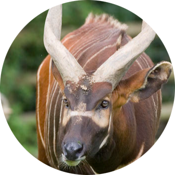 Mountain Bongo