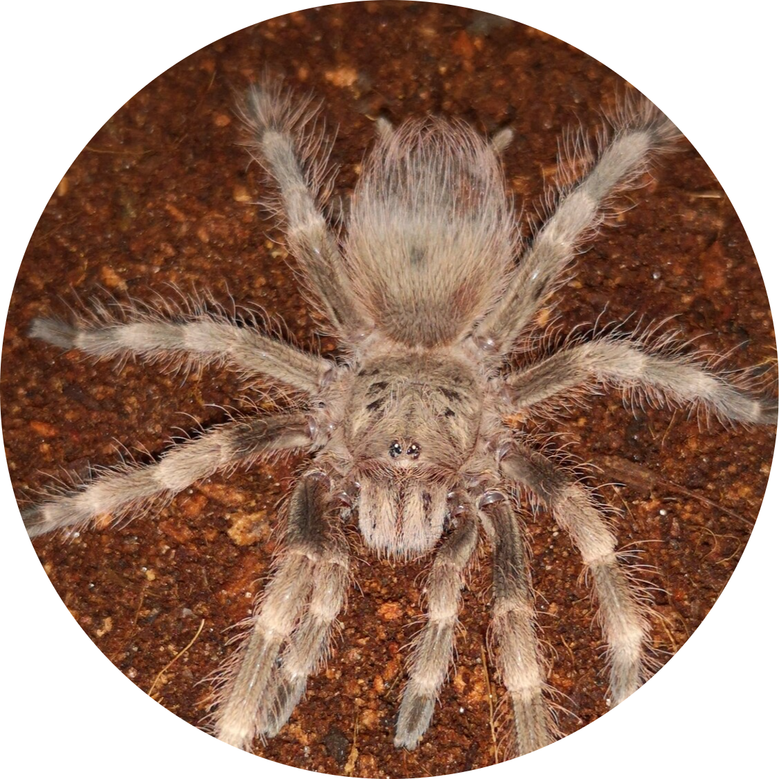 Brazilian Giant Blonde Tarantula