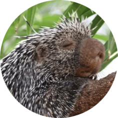 Brazilian Porcupine