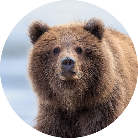 Brown Bear