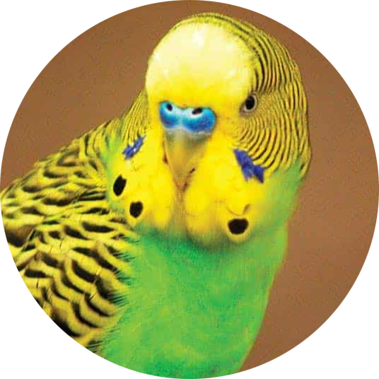 Budgerigar