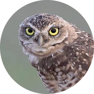 Burrowing Owl